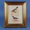 Framed Print of the Garrot Vulgaire, Garrot Islandais 2 Framed Oil Painting of a Bowl of Auriculas and Violas