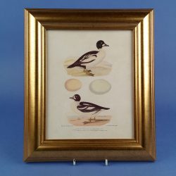 Framed Oil Painting of a Bowl of Auriculas and Violas