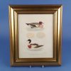 Canard Siffleur ou Penelope, Framed Print 1 Picture of Canard Siffleur ou Penelope, Tadorne de Belon Framed Print