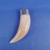 Boars Tusk Pendant with Silver Bail 2 Boars Tusk Pendant with Silver Bail